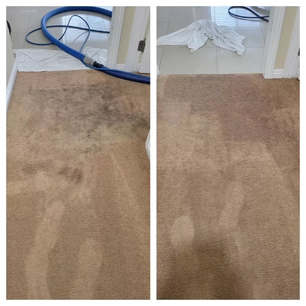 Before and after carpet cleaning result in Sherman Oaks
